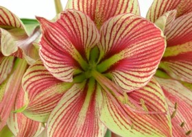 hippeastrum Exotic Star (2)